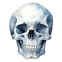 Skull white background anthropology anatomy. 