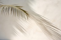 Shadow of a palm tree nature outdoors plant. 