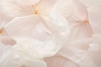 Macro of dry flower texture petal plant white. AI generated Image by rawpixel.