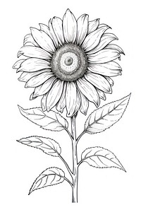 Sunflower sketch drawing plant. AI generated Image by rawpixel.