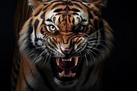 A angry tiger wildlife animal mammal. AI generated Image by rawpixel.