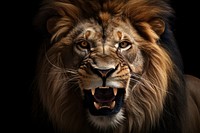 A angry lion wildlife mammal animal. AI generated Image by rawpixel.