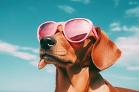 A dog wearing sunglasses mammal animal summer. AI generated Image by rawpixel.