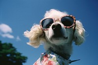 A dog wearing sunglasses animal mammal pet. AI generated Image by rawpixel.
