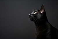 A black cat animal mammal pet. 