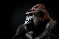 A gorilla wildlife monkey animal. AI generated Image by rawpixel.