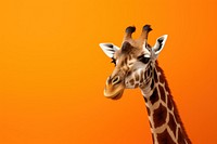 A giraffe wildlife animal mammal. AI generated Image by rawpixel.