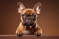 A french bulldog animal mammal brown. AI generated Image by rawpixel.