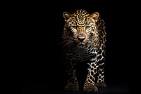 A leopard wildlife cheetah animal. AI generated Image by rawpixel.