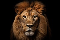A lion wildlife mammal animal. AI generated Image by rawpixel.