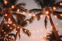 Palm trees outdoors light christmas. 