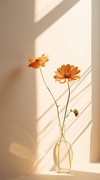 Flower windowsill sunlight shadow. AI generated Image by rawpixel.