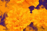 Marigold backgrounds flower petal. AI generated Image by rawpixel.