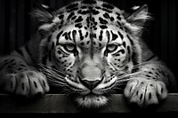 Animals animal wildlife leopard. AI generated Image by rawpixel.