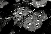 Autumn plant black leaf. AI generated Image by rawpixel.