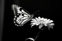 Butterfly on flower animal insect petal. AI generated Image by rawpixel.