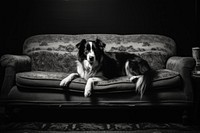 Dog dog furniture mammal. AI generated Image by rawpixel.