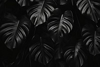 Monstera black backgrounds monochrome. AI generated Image by rawpixel.