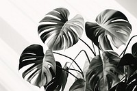 Monstera plant leaf backgrounds. AI generated Image by rawpixel.