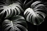 Monstera plant black leaf. 