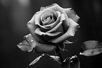 Rose rose flower petal. AI generated Image by rawpixel.