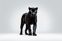 A panther wildlife mammal animal. AI generated Image by rawpixel.