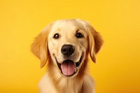A golden retriever portrait mammal animal. AI generated Image by rawpixel.