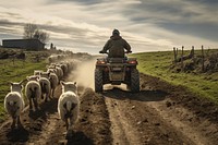 A man driving an atv sheep livestock outdoors. AI generated Image by rawpixel.