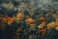 Top view of forest in autumn view outdoors nature plant. AI generated Image by rawpixel.