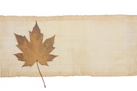 Maple leaf backgrounds plant old. AI generated Image by rawpixel.
