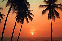 Tropical coconut trees outdoors horizon tropics. AI generated Image by rawpixel.
