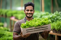 Man holding a crate of lettuce greenhouse vegetable organic. 