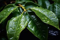 Coffee plant outdoors nature leaf. AI generated Image by rawpixel.