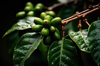 Coffee plant outdoors leaf tree. AI generated Image by rawpixel.
