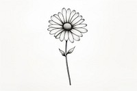 Daisy flower drawing sketch plant. AI generated Image by rawpixel.