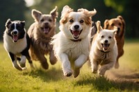 Group of dogs running mammal animal. AI generated Image by rawpixel.