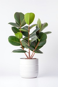 Rubber plant in white pot leaf tree houseplant. AI generated Image by rawpixel.