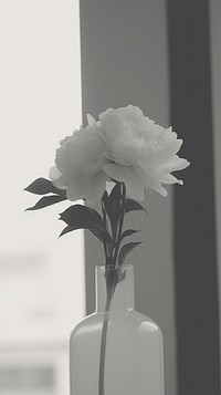 Flower in the vase plant white rose. AI generated Image by rawpixel.