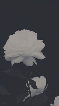 White rose flower petal plant. AI generated Image by rawpixel.