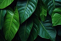 Tropical leaves outdoors plant green. AI generated Image by rawpixel.