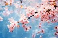 Sakura backgrounds outdoors blossom. AI generated Image by rawpixel.