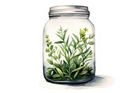 Glass plant herbs jar glass white background container. 