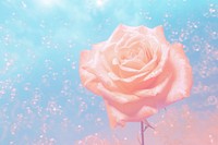 Rose backgrounds flower plant. AI generated Image by rawpixel.