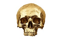 Skull anthropology sculpture ancient. AI generated Image by rawpixel.