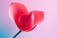A flower petal tulip plant. AI generated Image by rawpixel.