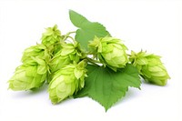 Branch with ripe hop cones flower plant green. AI generated Image by rawpixel.