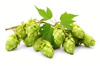 Branch with ripe hop cones plant green food. AI generated Image by rawpixel.