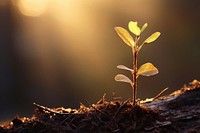 A plant sapling sunlight outdoors nature. AI generated Image by rawpixel.
