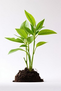 Plant sapling leaf soil white background. AI generated Image by rawpixel.