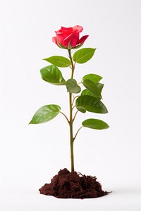 Rose sapling flower plant leaf. AI generated Image by rawpixel.